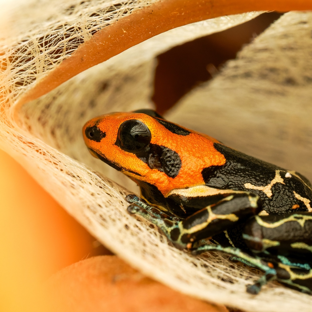 Ranitomeya Fantastica — 20251115-2025-11-15 — 40 × 30 cm