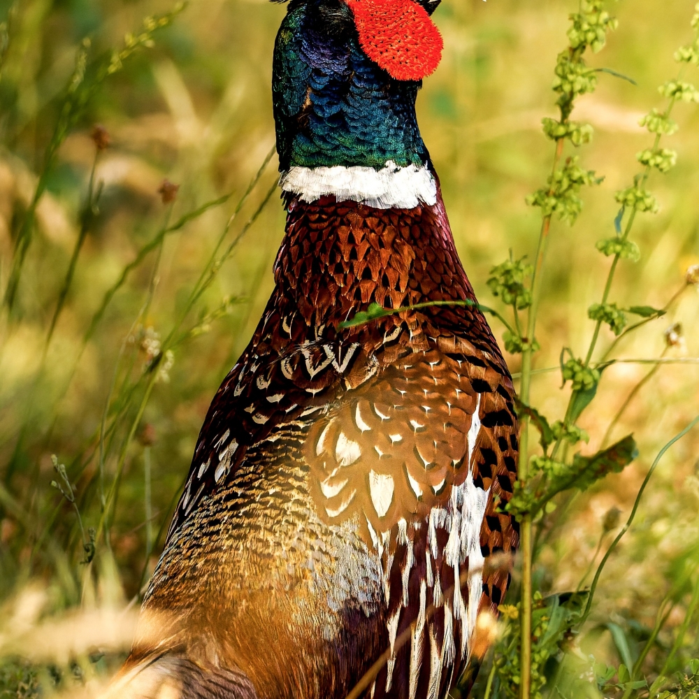 Phasianus Colchicus — Rosnay — 40 × 60 cm