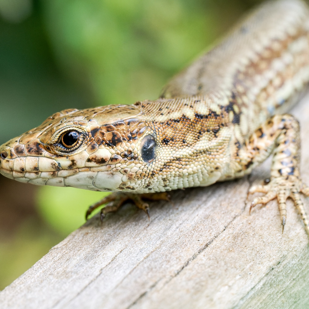 Podarcis Muralis — 20250521 — 60 × 40 cm