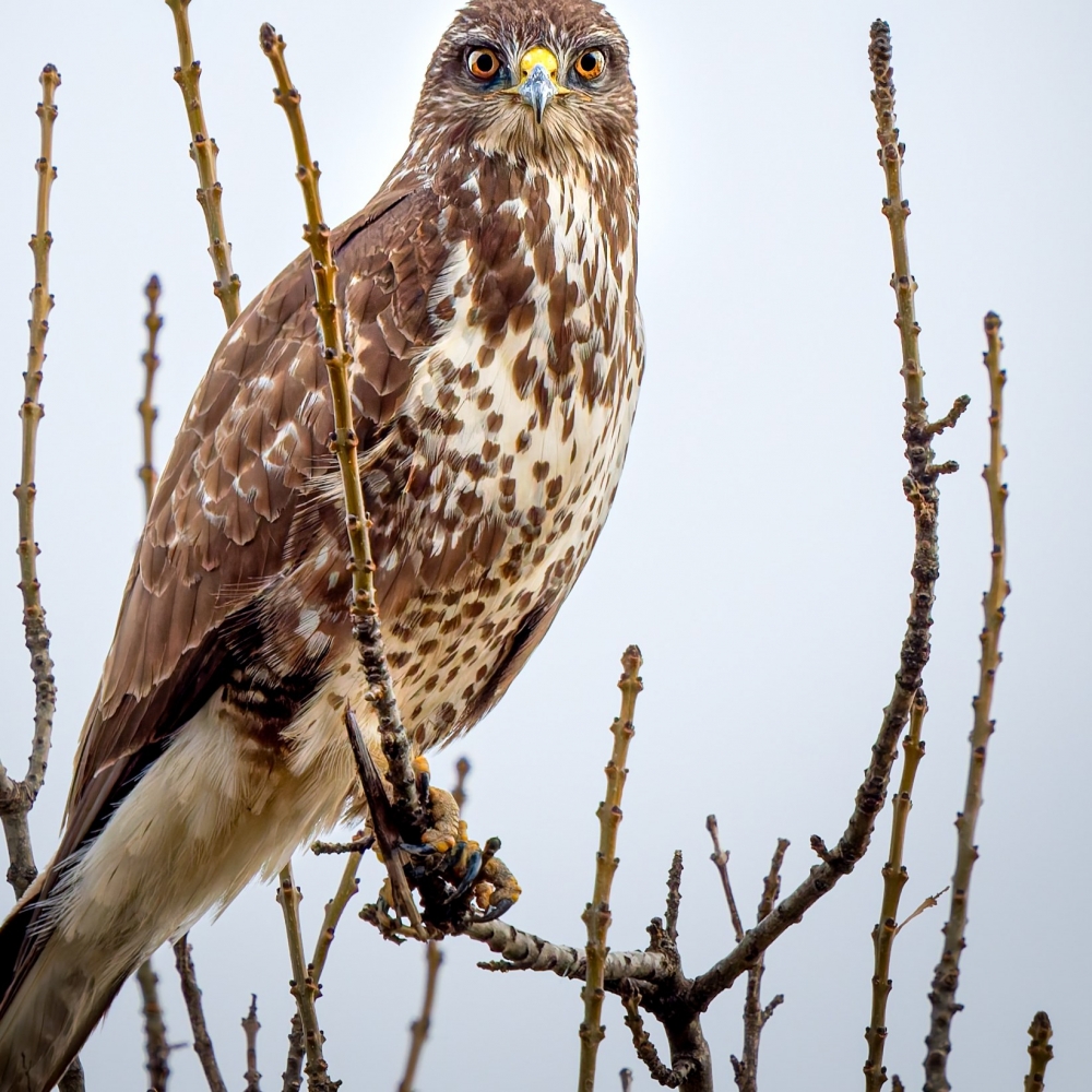 Common Buzzard in 20251204 — 70 × 50 cm
