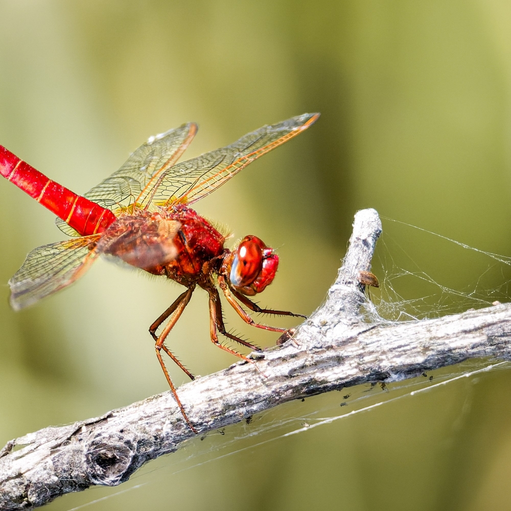 Crocothemis Erythraea — Saint-Michel-en-Brenne — 60 × 40 cm