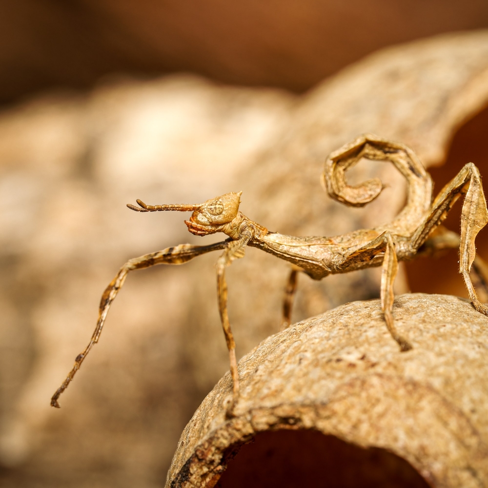 Phasme Scorpion — 70 × 50 cm