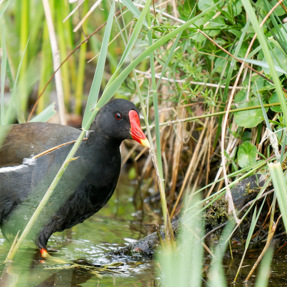 Gallinula Chloropus — 20250518 — 70 × 50 cm