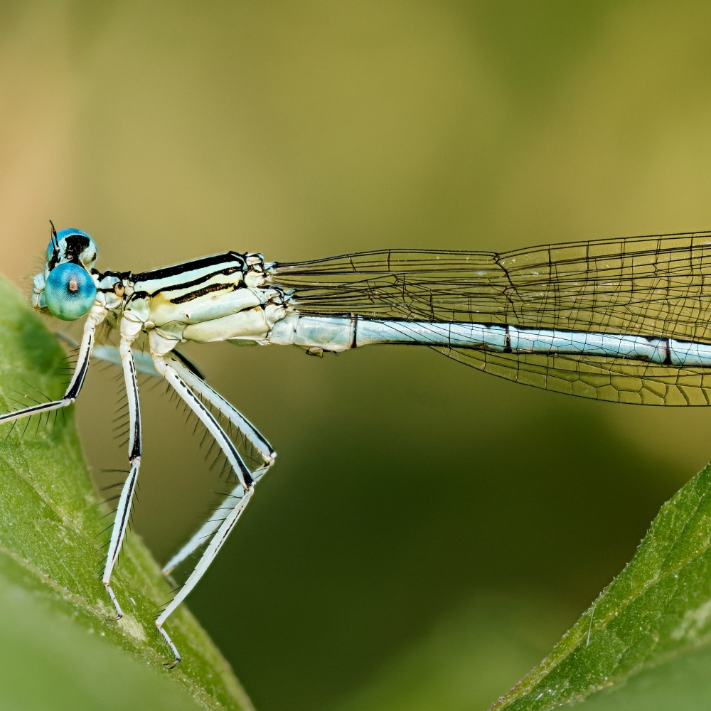 Platycnemis Pennipes — Cheny — 40 × 30 cm