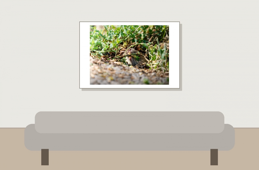 Common Vole in Les Planches-en-Montagne — 60 × 40 cm