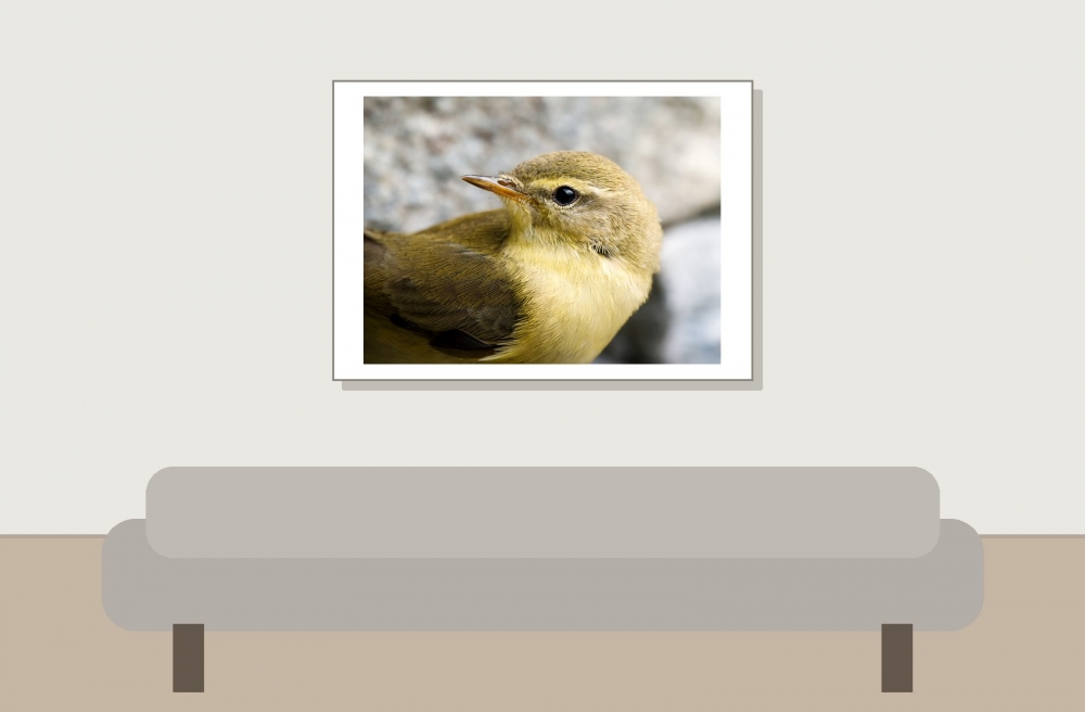 Phylloscopus Trochilus — Tignes — 70 × 50 cm