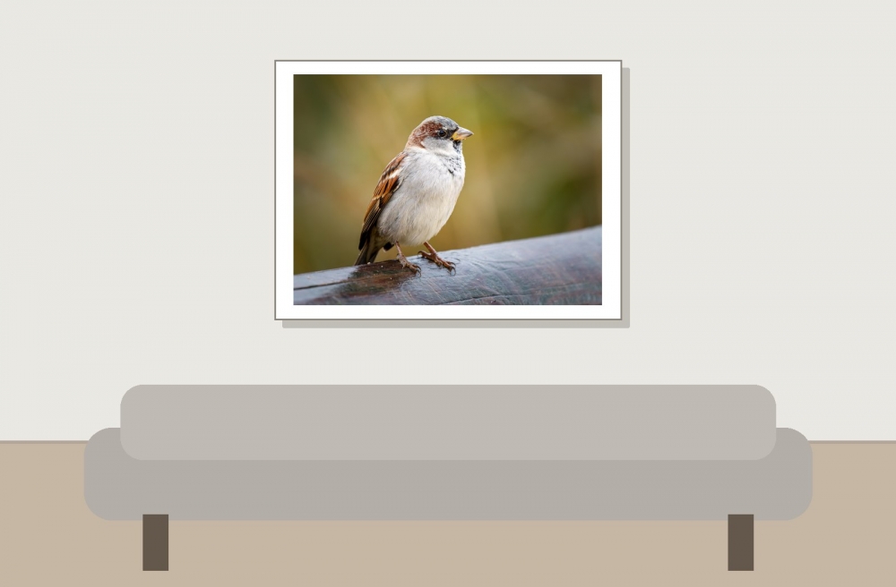 House Sparrow in 20251201 — 40 × 30 cm