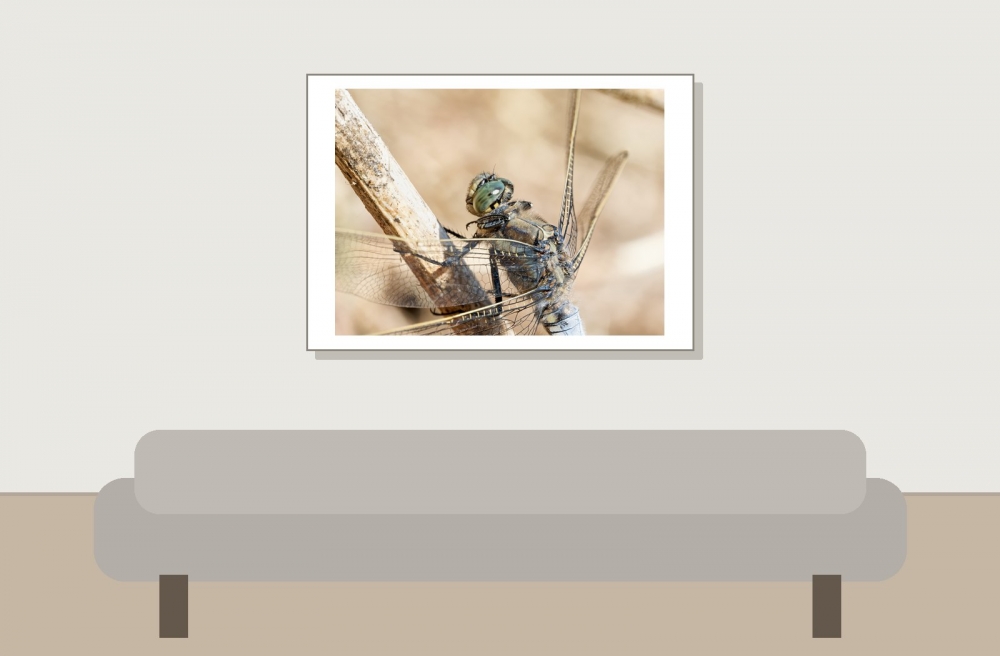 Black-tailed Skimmer in 20250516 — 70 × 50 cm