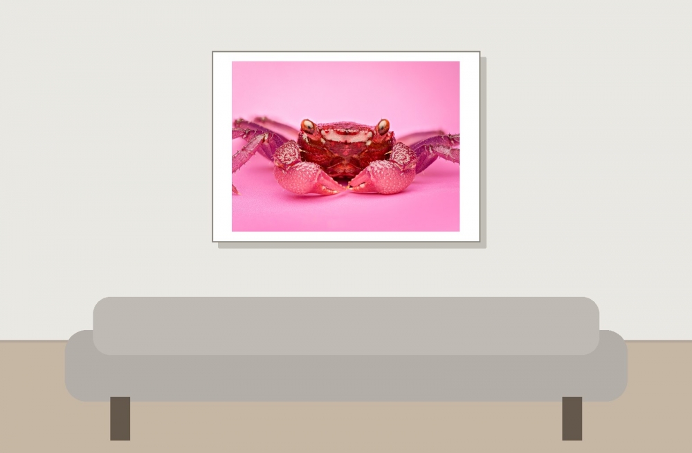 Crabe Vampire — 20251026 — 70 × 50 cm