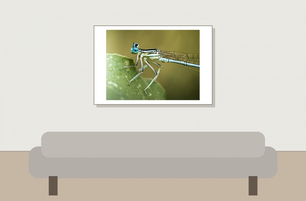 Platycnemis Pennipes — Cheny — 60 × 40 cm