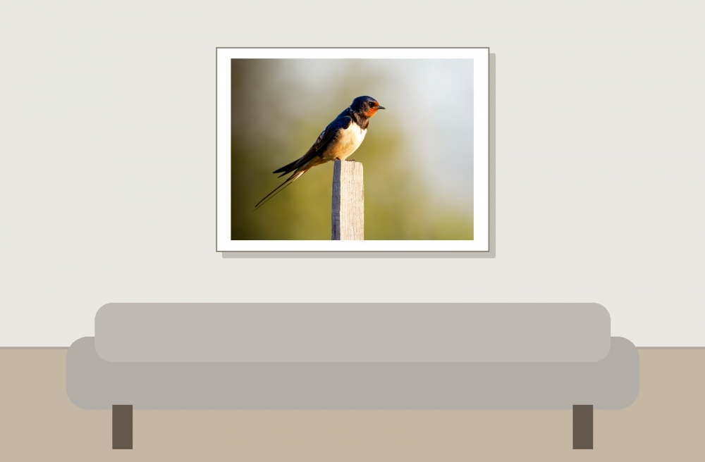 Hirundo Rustica — Rosnay — 40 × 30 cm