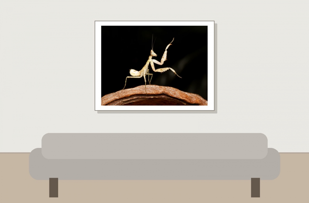 Creobroter Gemmatus — 20251115-2025-11-15 — 40 × 30 cm