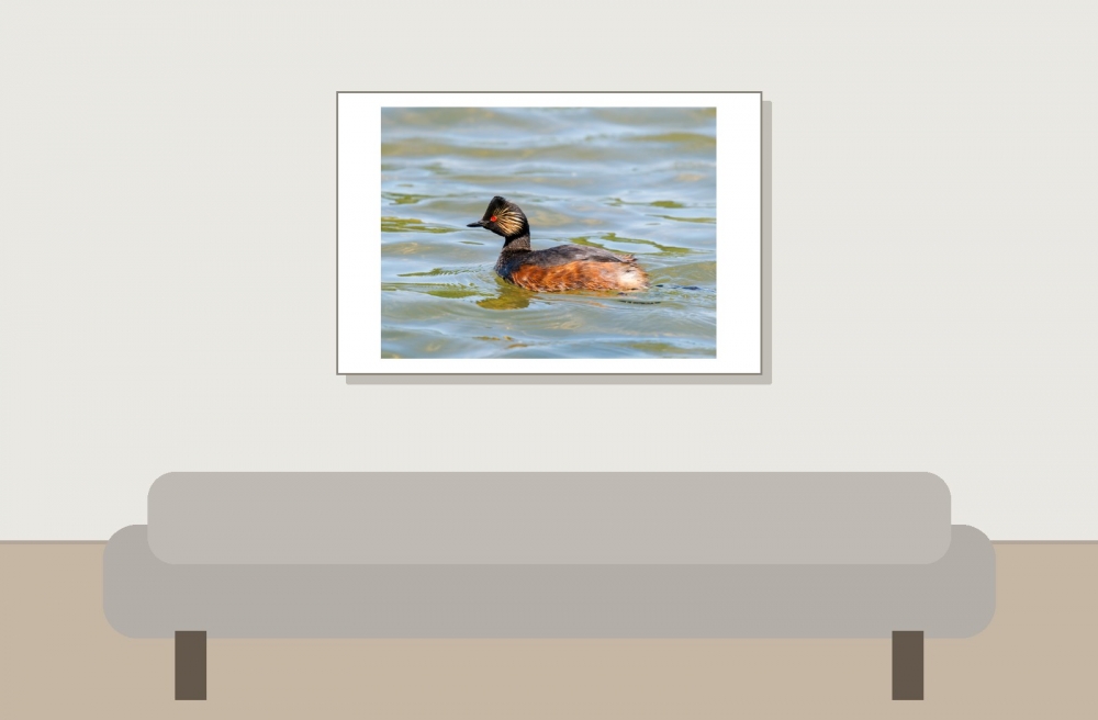 Podiceps Nigricollis — 20250516 — 60 × 40 cm