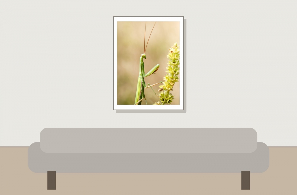 European Praying Mantis in Venoy — 30 × 40 cm