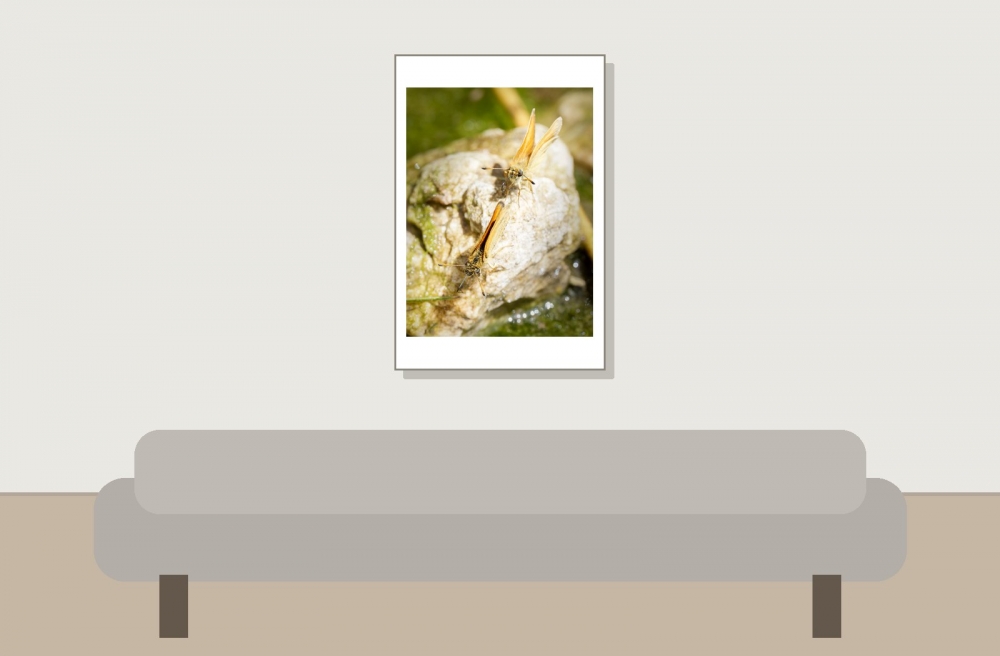 Thymelicus Lineola — 20250811 — 40 × 60 cm