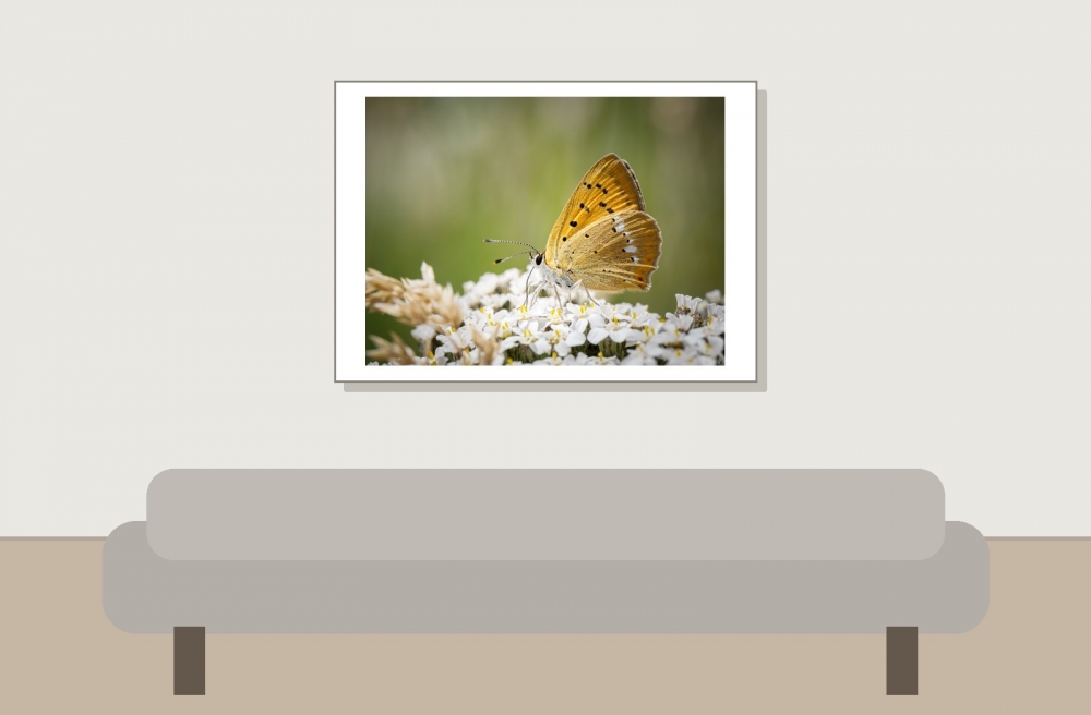 Lycaena Virgaureae — 20250811 — 70 × 50 cm