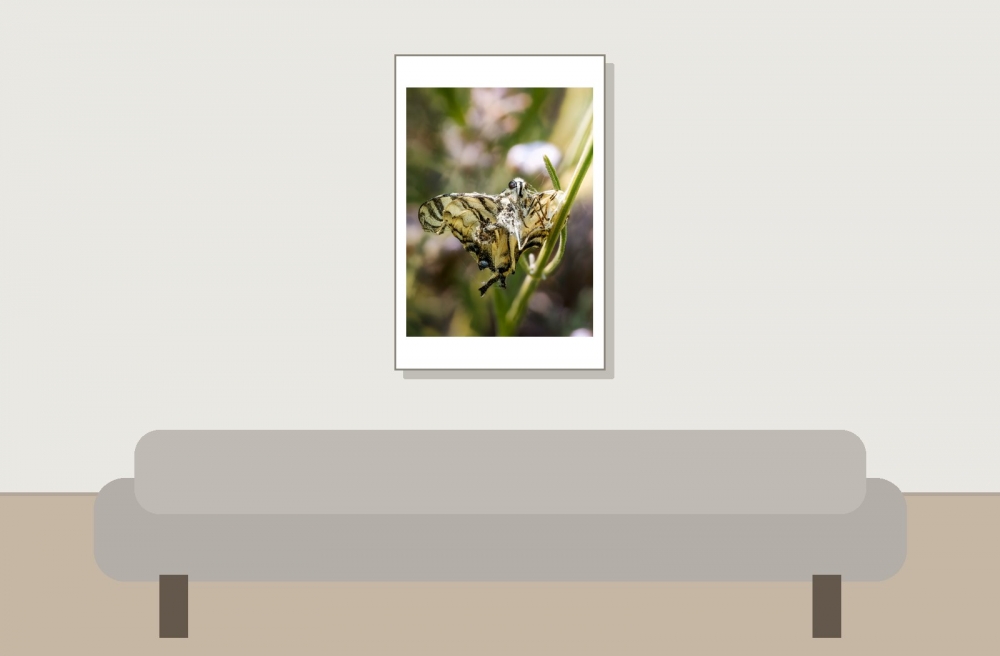 Papilio Machaon — Venoy — 40 × 60 cm