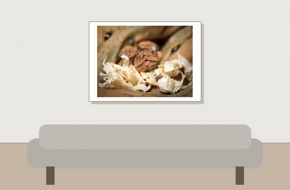 Boa Imperator — 20251115-2025-11-15 — 70 × 50 cm