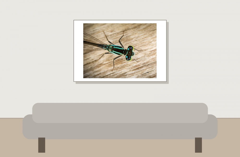 Ischnura Elegans — Mézières-en-Brenne — 60 × 40 cm