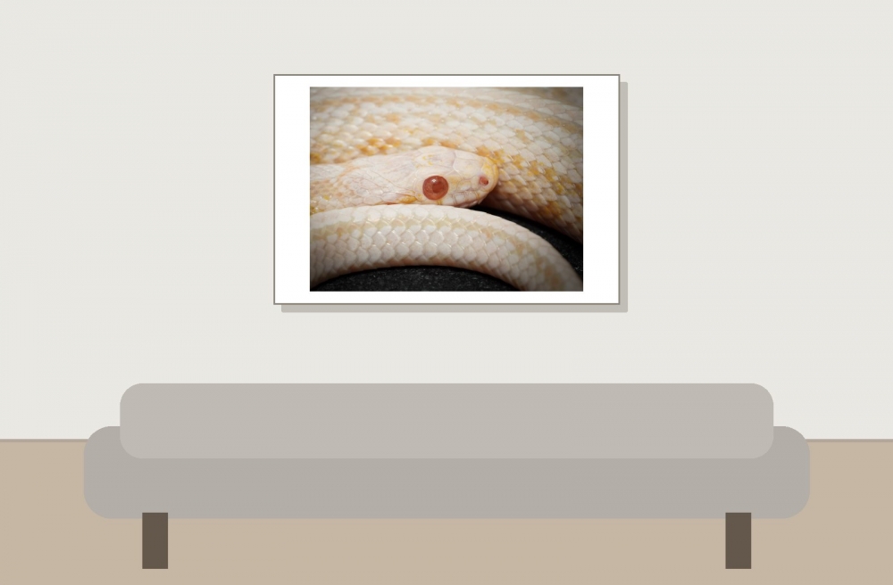 Pantherophis Guttatus — 20251115-2025-11-15 — 60 × 40 cm