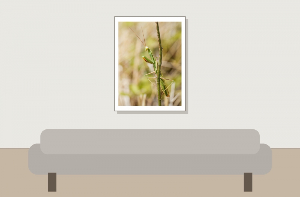 European Praying Mantis in Venoy — 30 × 40 cm