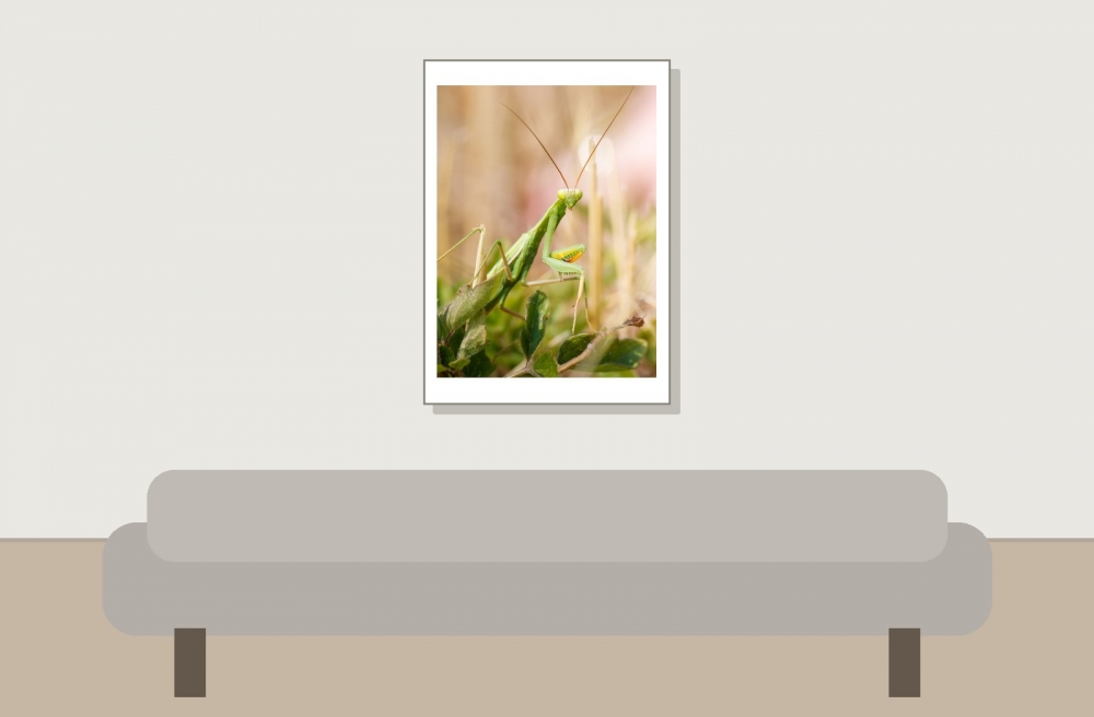European Praying Mantis in Venoy — 50 × 70 cm