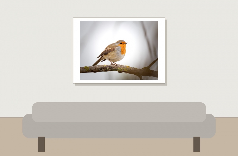 European Robin in 20251201 — 70 × 50 cm