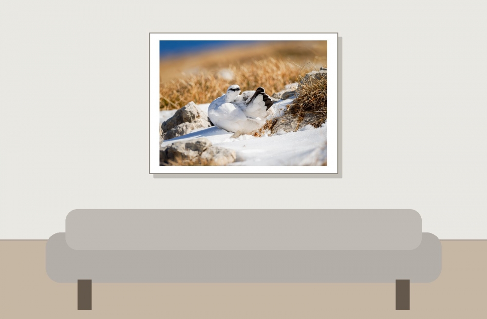 Lagopus Muta 171 — Saint-Agnan-en-Vercors — 40 × 30 cm