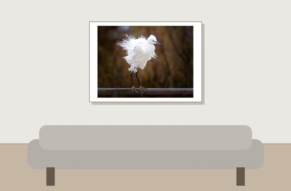 Egretta Garzetta — 20251201 — 70 × 50 cm