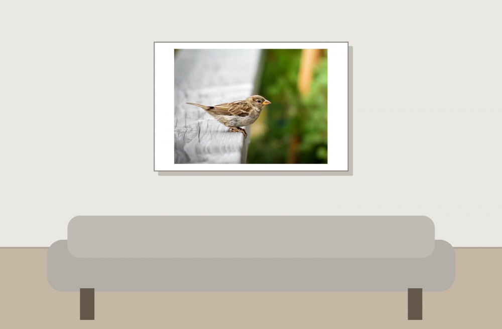 House Sparrow in Tignes — 60 × 40 cm