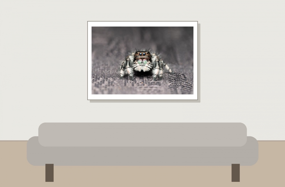 Landscape of 20250124,25-Jade Phidippus Regius Apalachicola — 70 × 50 cm