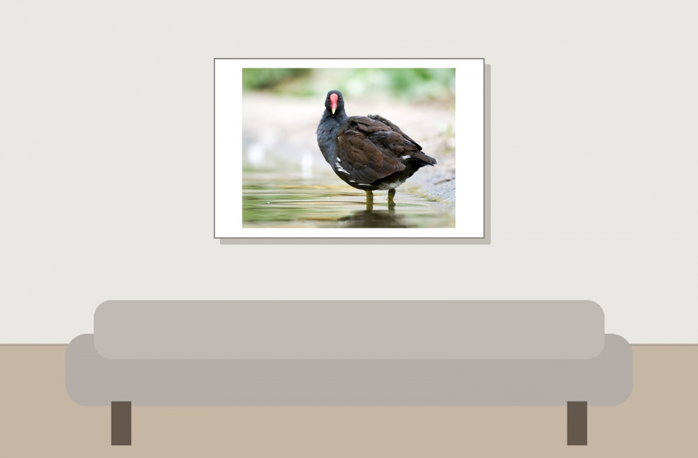 Gallinula Chloropus — Bois de Boulognes — 60 × 40 cm