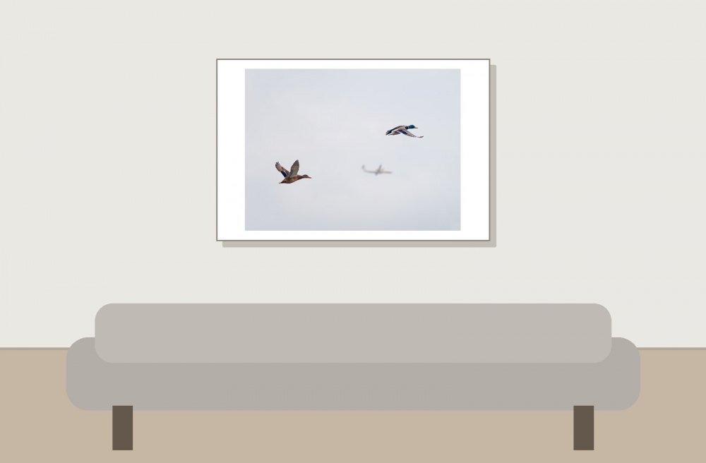 Anas Platyrhynchos — 20251201 — 60 × 40 cm