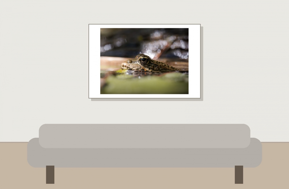 Water Frog in Etival — 60 × 40 cm