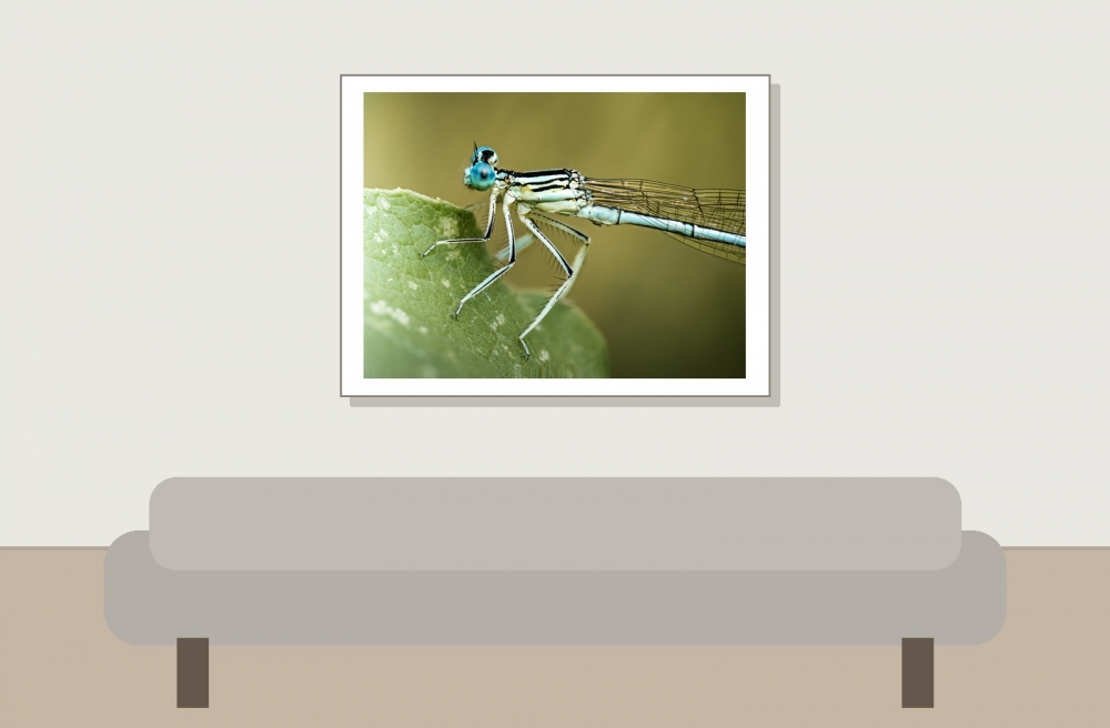 Platycnemis Pennipes — Cheny — 40 × 30 cm
