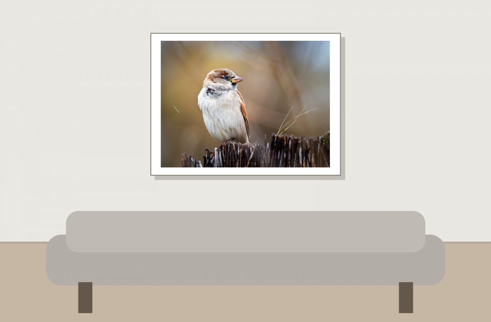 House Sparrow in 20251201 — 40 × 30 cm