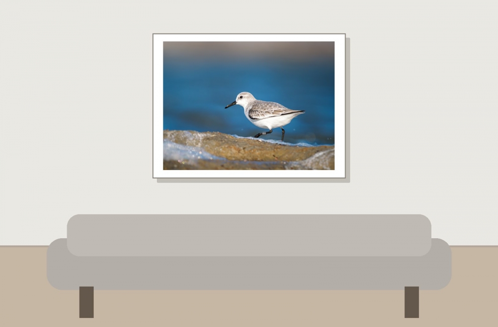 Calidris Alba — 20251205 — 40 × 30 cm