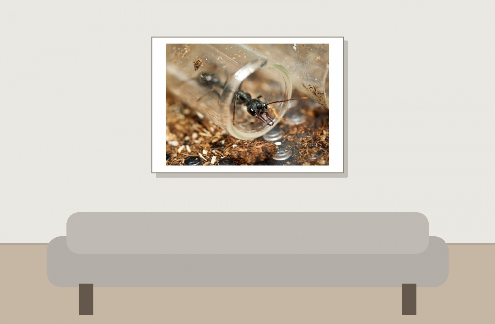 Myrmecia Pyriformis — 20251115-2025-11-15 — 70 × 50 cm