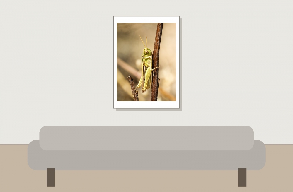 Chorthippus Albomarginatus — Venoy — 50 × 70 cm