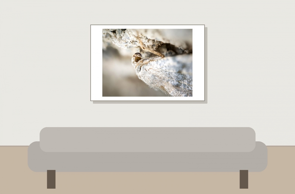 Caradrina Kadenii — 20250811 — 60 × 40 cm