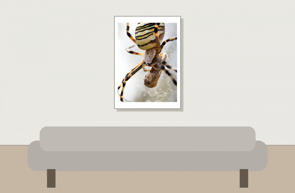 Wasp Spider in Venoy — 50 × 70 cm
