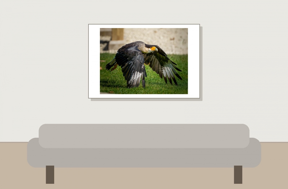 Caracara Plancus — 20251014 — 60 × 40 cm