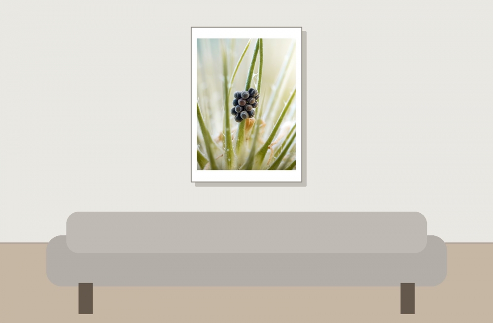 Palomena Prasina — Cheny — 50 × 70 cm