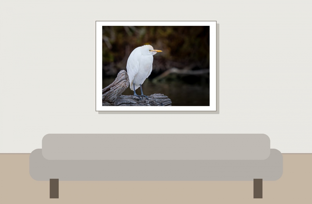 Ardea Ibis — 20251201 — 40 × 30 cm