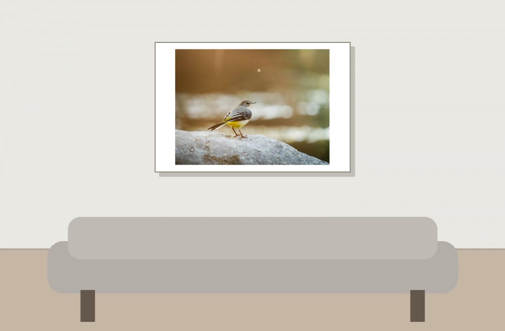 Motacilla Cinerea — Les Planches-en-Montagne — 60 × 40 cm