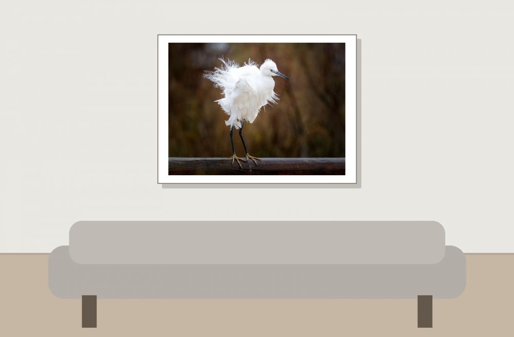 Egretta Garzetta — 20251201 — 40 × 30 cm