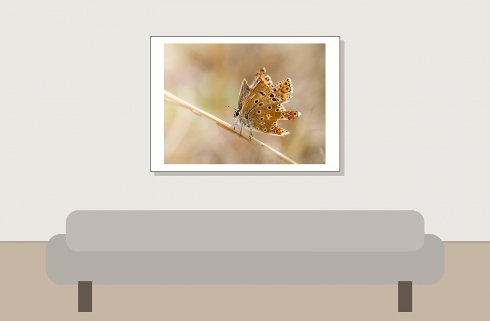 Common Blue Butterfly in Venoy — 70 × 50 cm