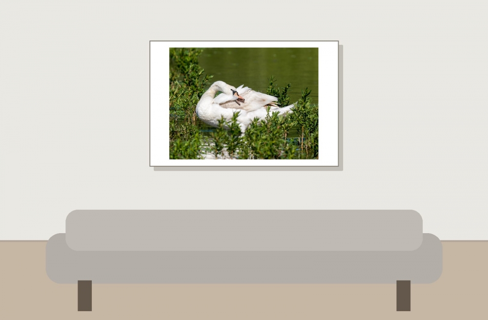 Cygnus Olor — 20250516 — 60 × 40 cm