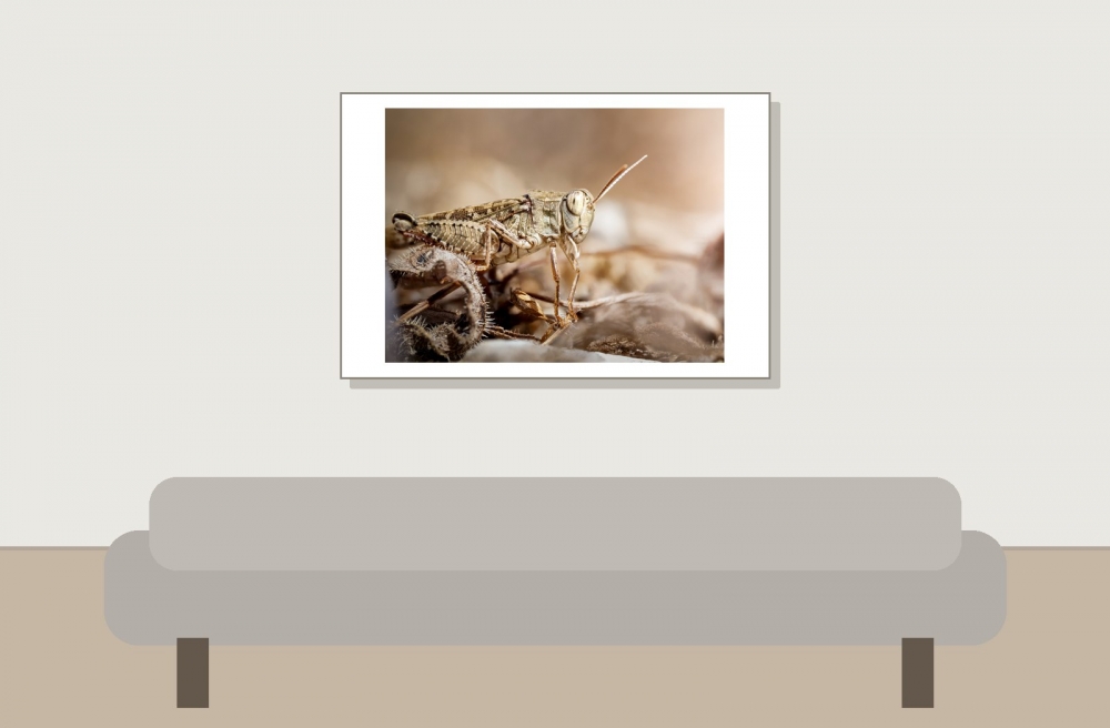 Calliptamus Spec — Cheny — 60 × 40 cm