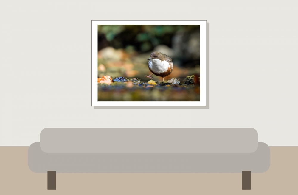White-throated Dipper in Menétrux-en-Joux — 40 × 30 cm